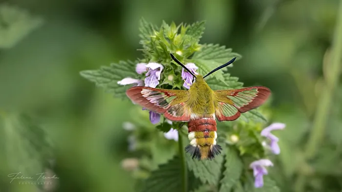Hummingbird Hawk-moth