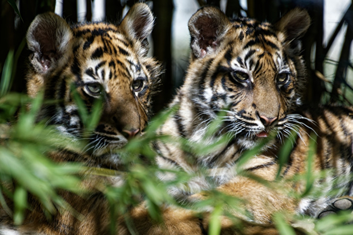 junge Tiger