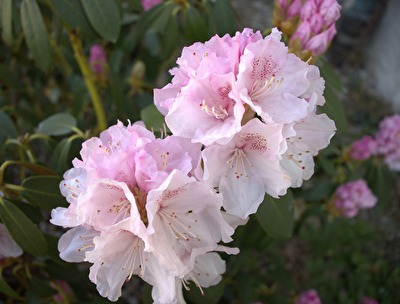 Blüten