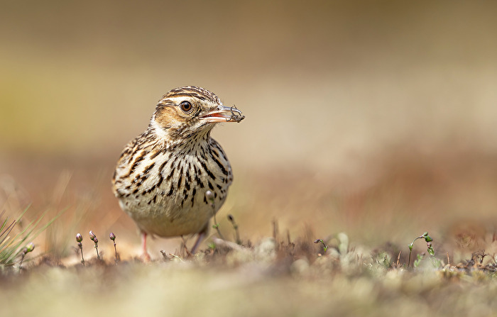 Heidelerche (Lullula arborea)