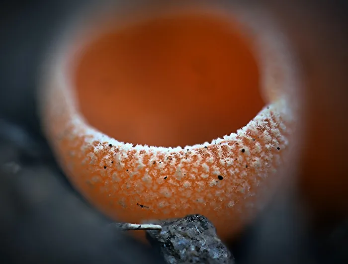 Copa naranja común