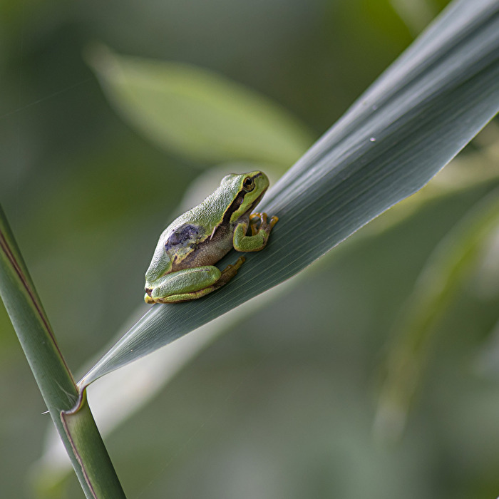Verletzter Laubfrosch..