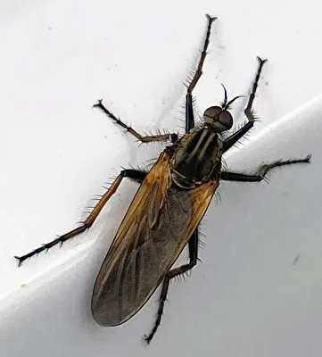 Insekten