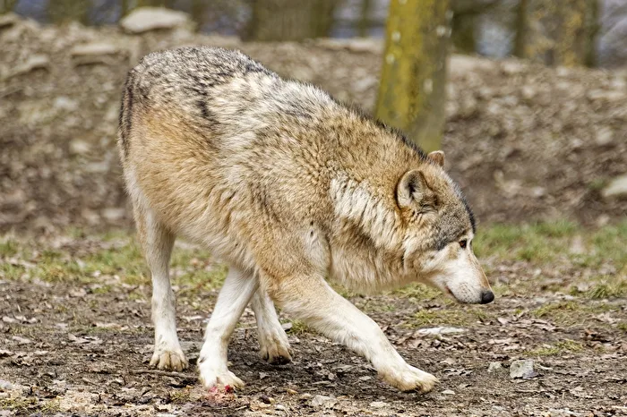 Timberwolf