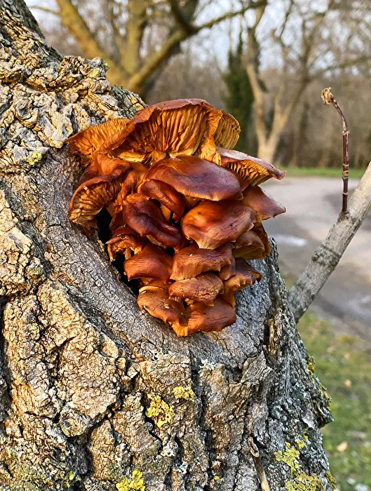 frische Pilze auch im Winter...