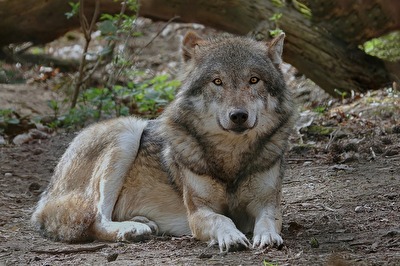 Wolf