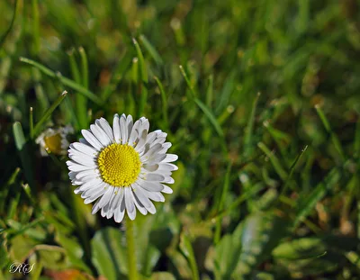 Nur ein Gänseblümchen