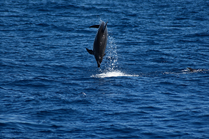 Dolphin on Gran Canaria