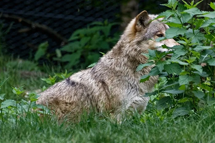 Timberwolf