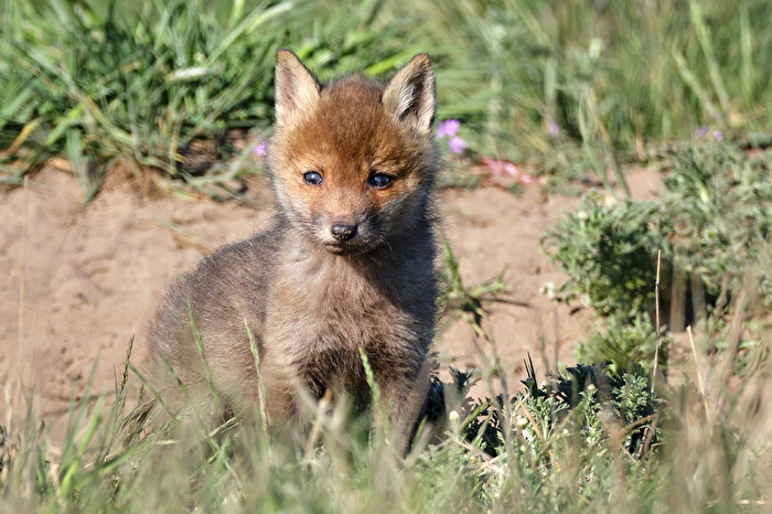 Rotfuchs Welpen