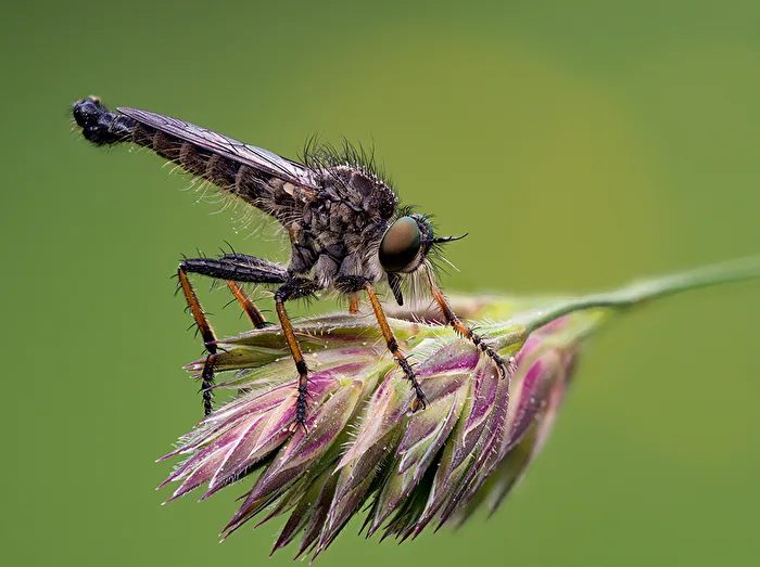 Neoitamus cothurnatus - Knoten-Strauchdieb (Männchen)