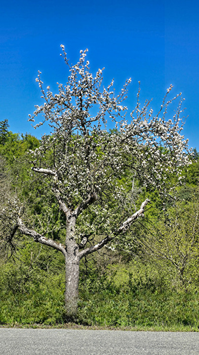 Baumblüte