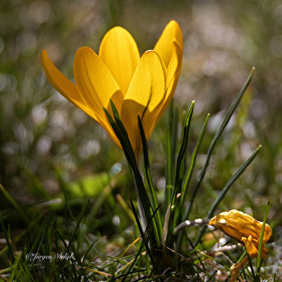 Krokus