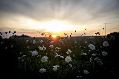 Sonne