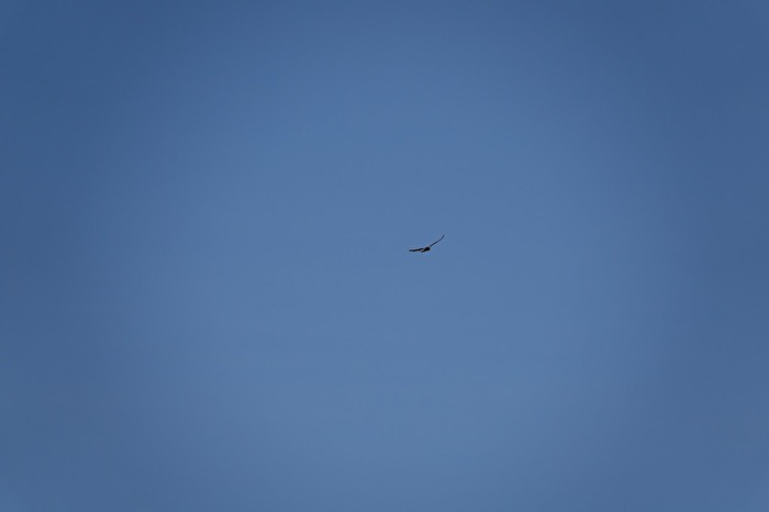 Condor Wappentier von Peru
