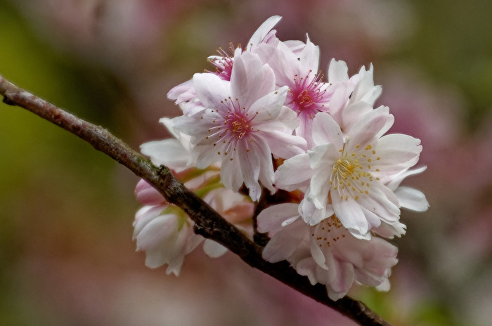 Madelblüte