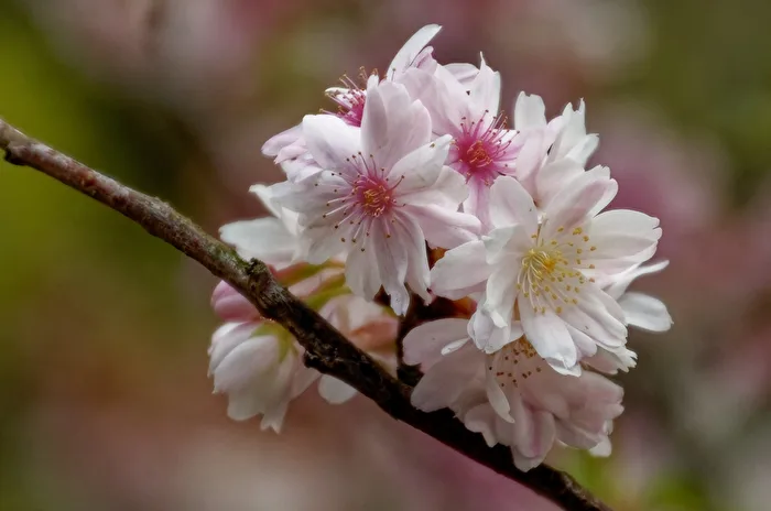 Madelblüte