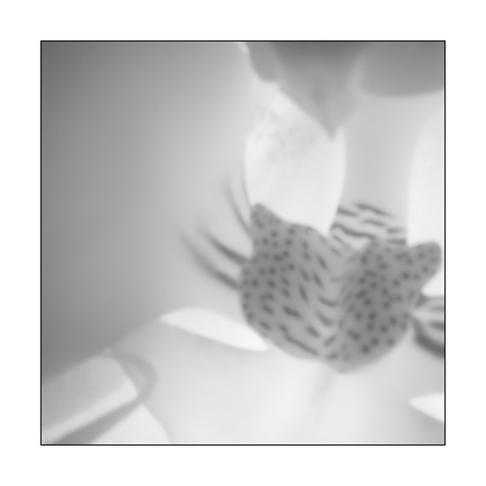 Pinhole Orchid