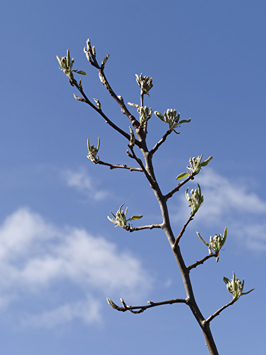 Der Sonne entgegen