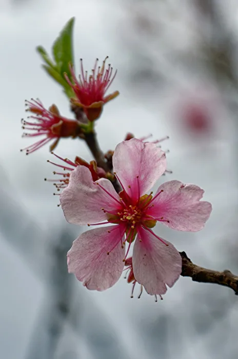 Mandelblüte