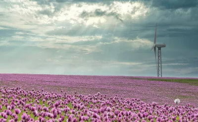 Mohnblumenfeld