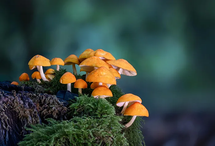 Orangeroter Dachpilz (Pluteus aurantiorugosus)