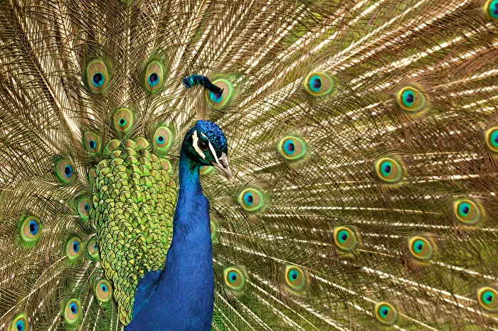 BLAUER PFAU
