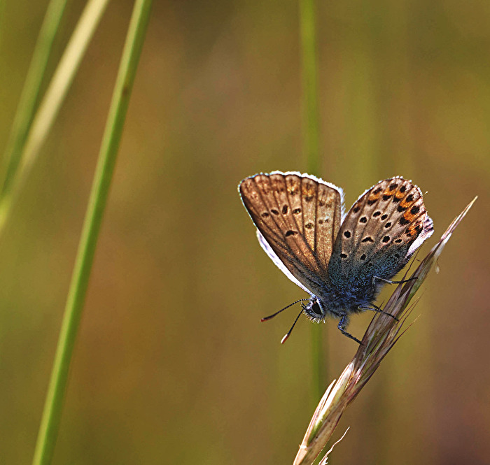 Bläuling auf Gras