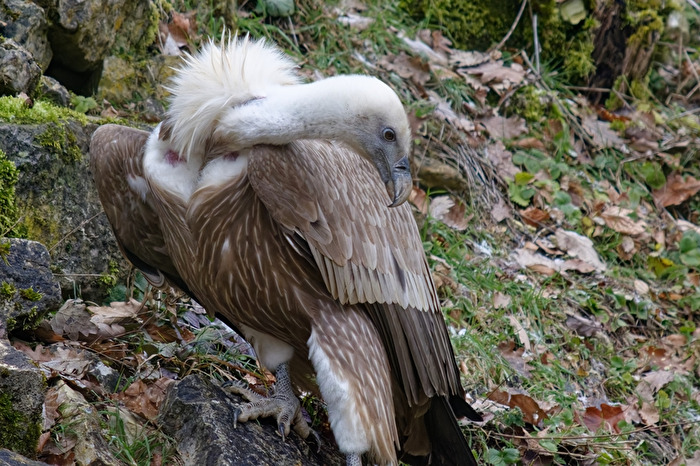 Gänsegeier