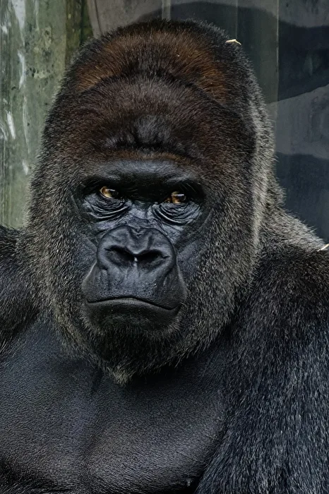 Gorilla