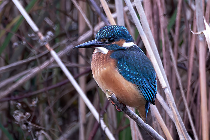 Eisvogel