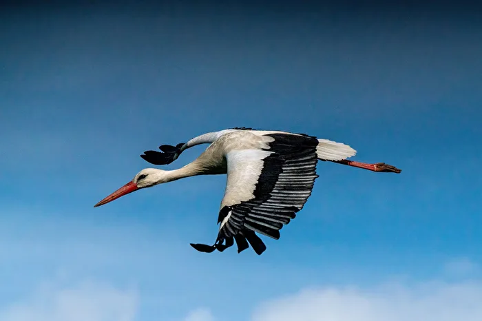 Stork in the approach