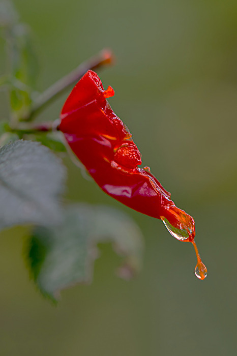 rotes Blatt