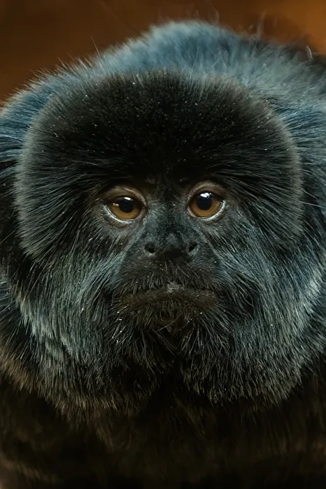 Springtamarin