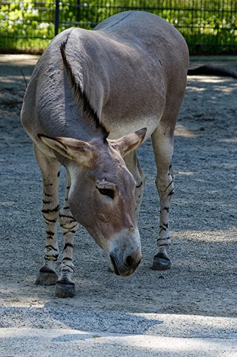 Somali Wild Ass