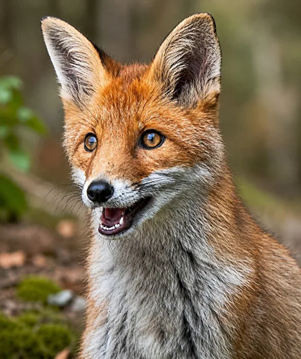 Urban fox cub