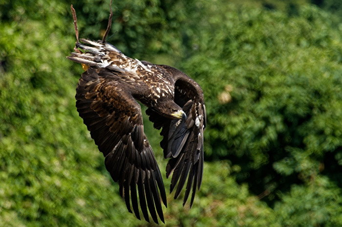Weißkopf - Seeadler