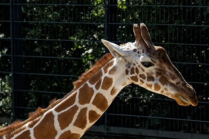 Giraffe