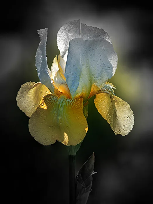 Against the light...