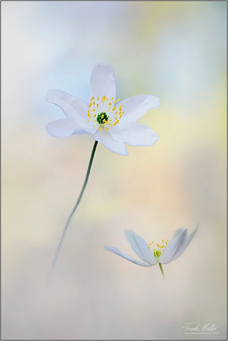 Anemones
