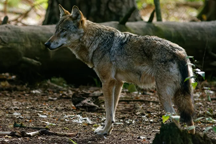 Europäischer Wolf