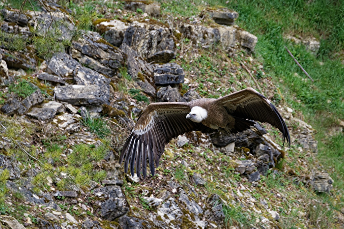 Gänsrgeier