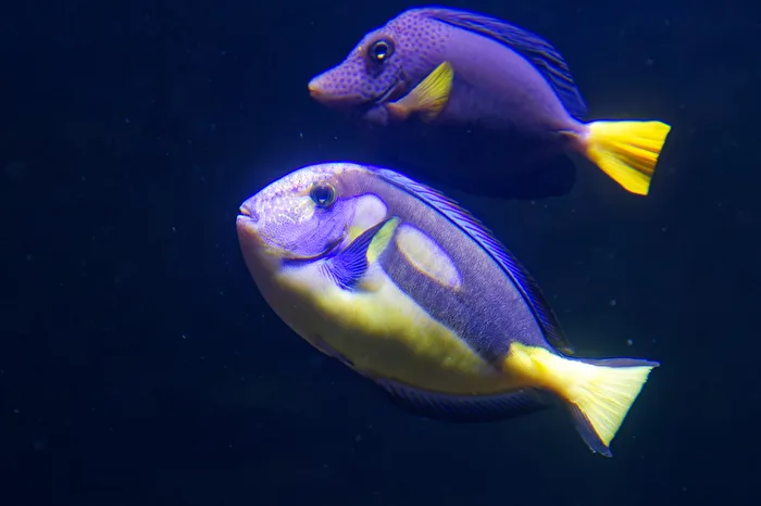 Salzwasserfische