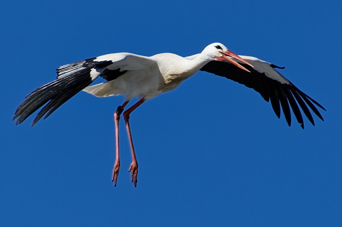 Storch