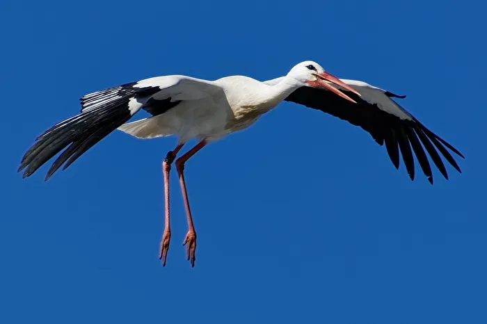 Stork