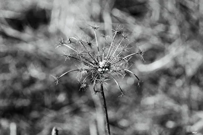 Einfach Distel