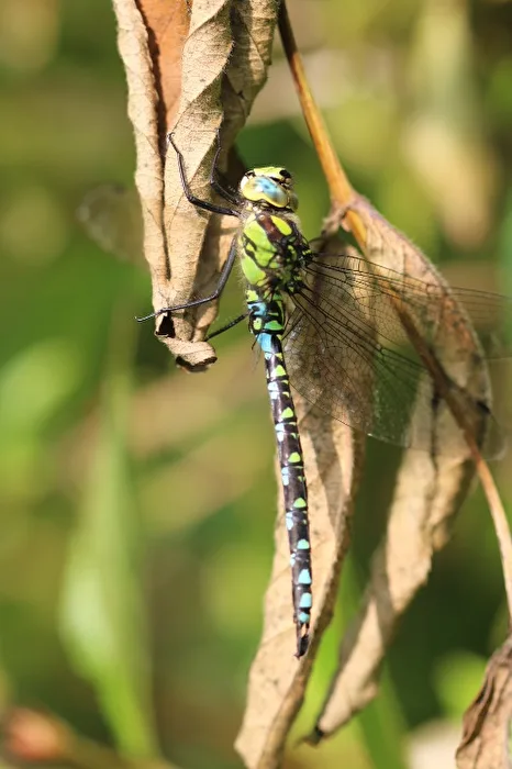 Dragonfly