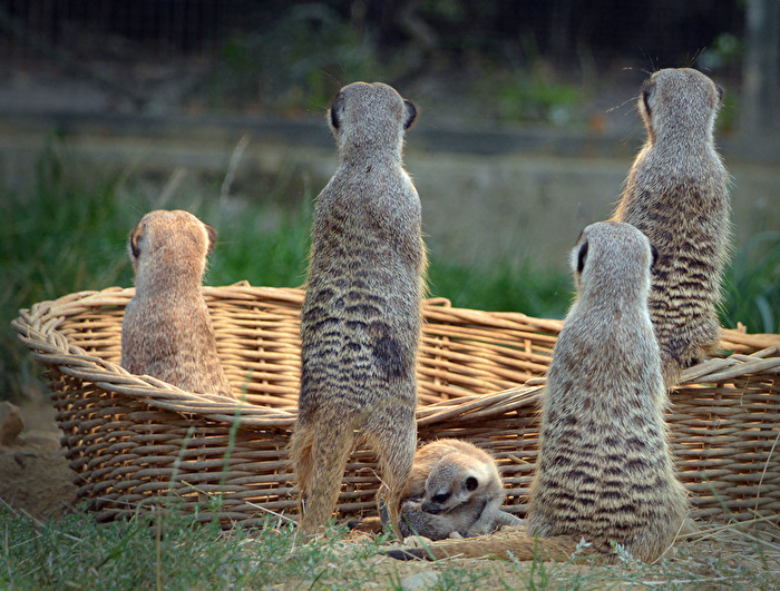 Erdmännchen Zoo Köln