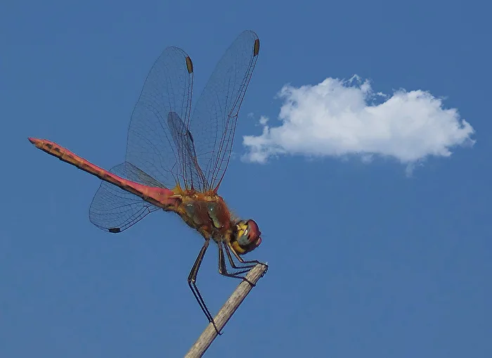 Acrobat