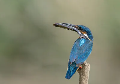 Snack time